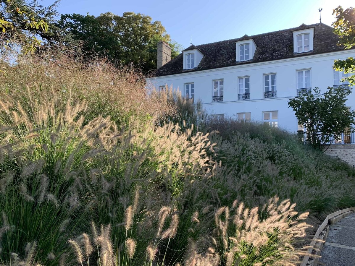 Grasses in front of a house