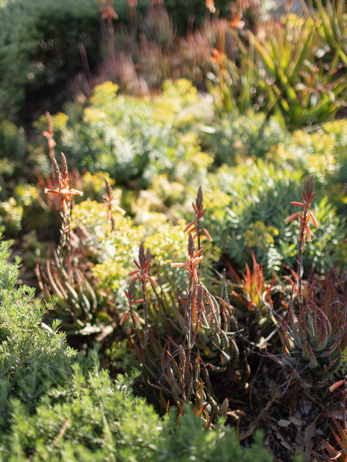 EMILY+CONOR-MCKINLEY-LAGUNA-BEACH-LOS-ANGELES-CALIFORNIA-WEDDING-LUXURY-UPSCALE-RANCH-AT-LB-115