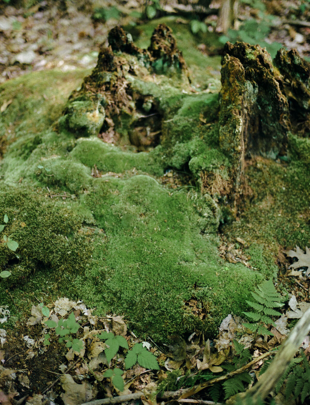 bright green moss in forest, woods branding photography for Detroit Rose candle company
