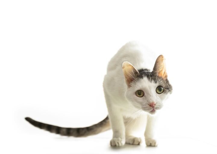 lilla-bordas-portraits-tampa-CAT-photographer1204