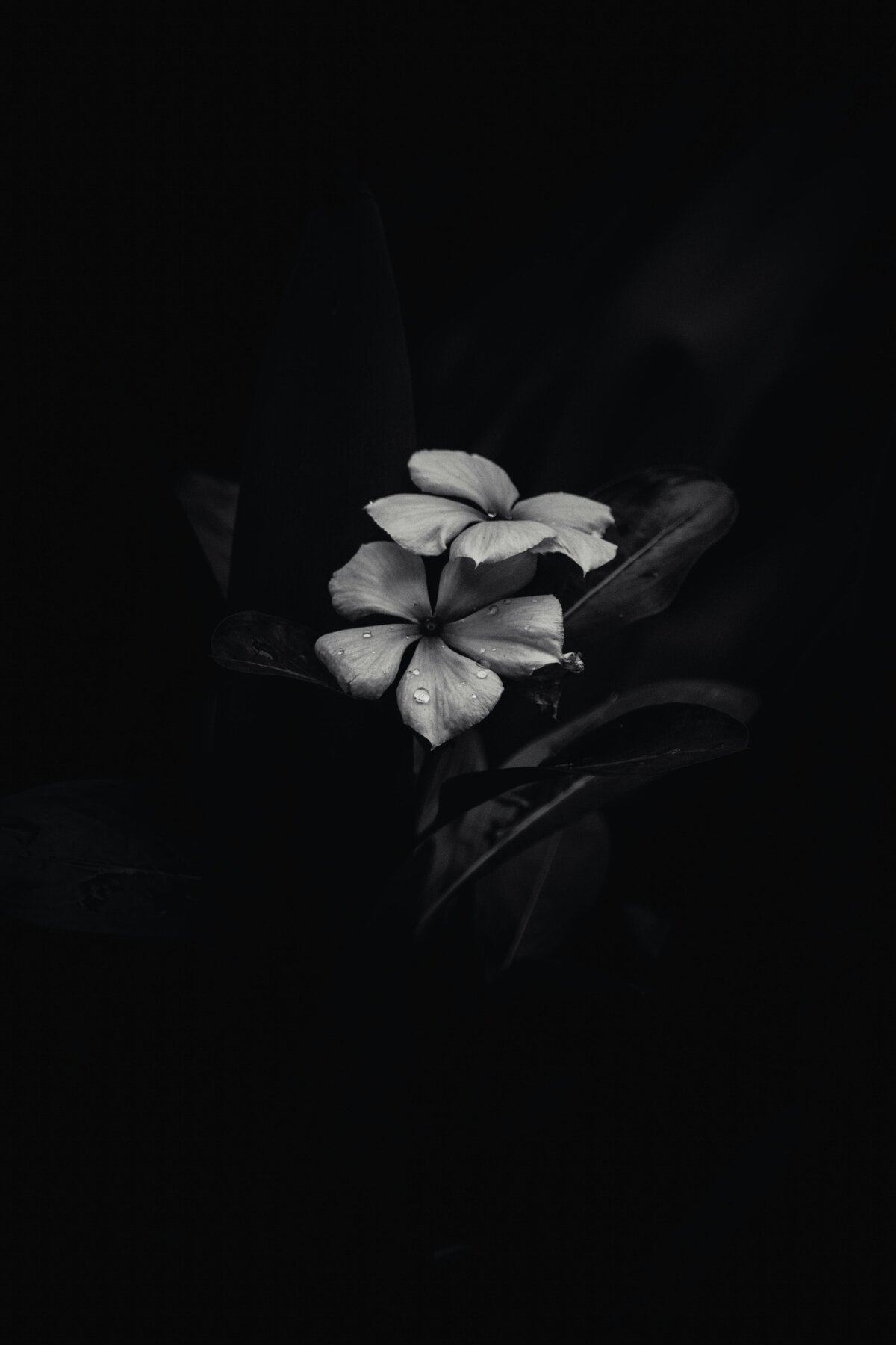 FAD stock pix bw flowers3849160