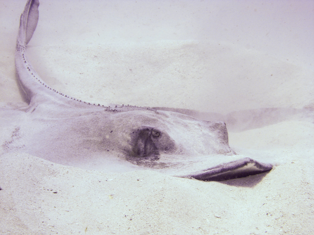 Barbados_2017_107