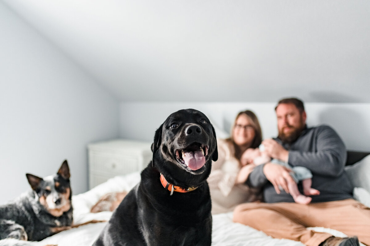 black lab at newborn photo session