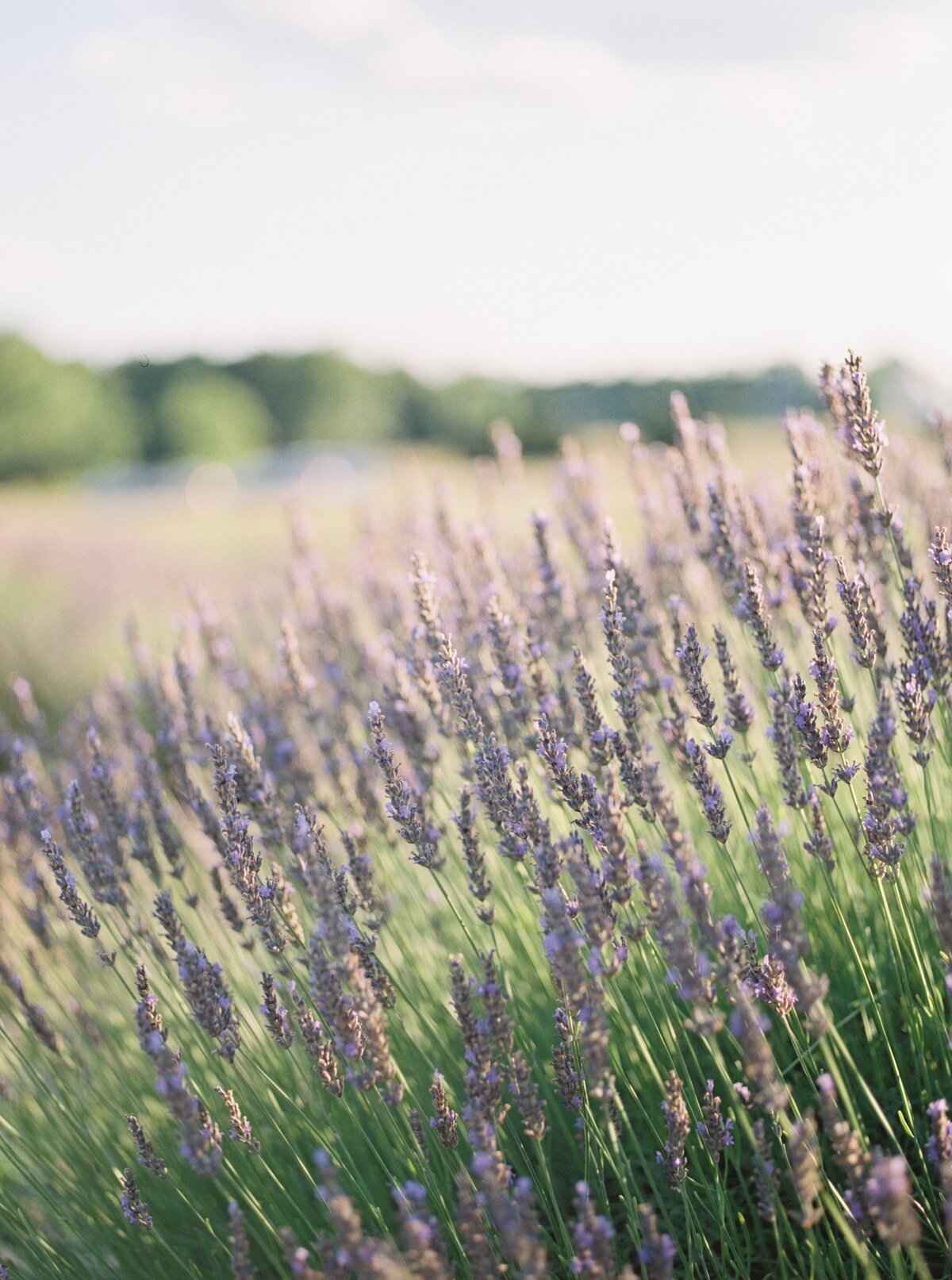 lavender field film photo