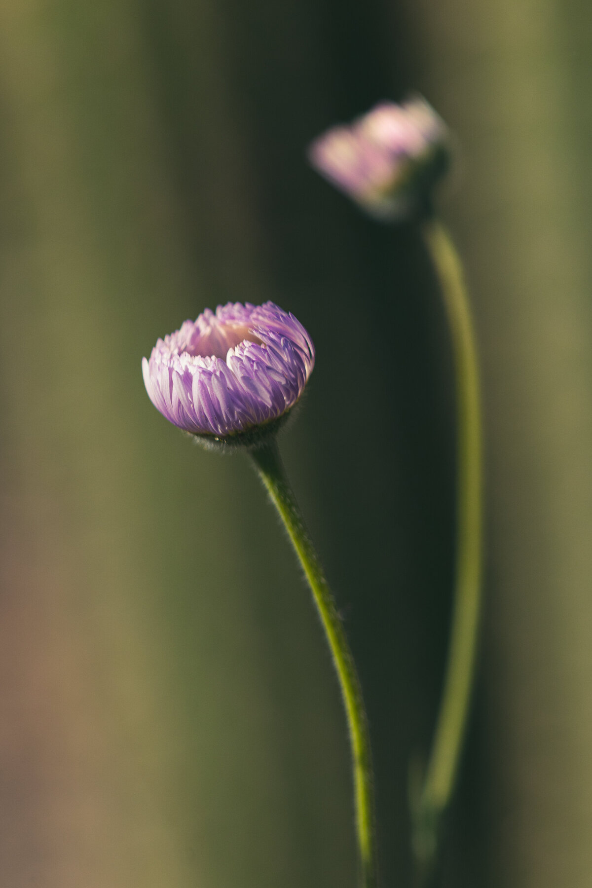 fleabane_bud_1500