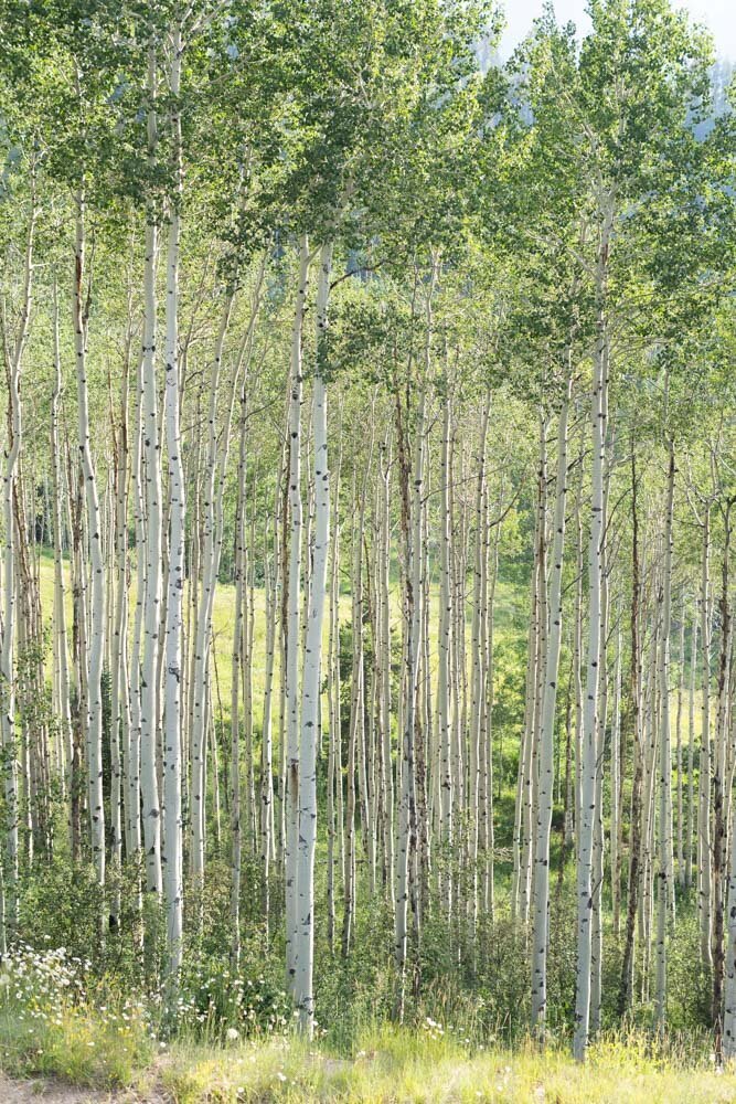 ArianaNicolePhotography_Beaver_Creek_Lodge-0086