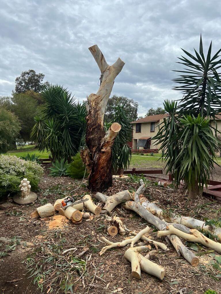 Evergreen Tree Services SA-Tree Removal-001 (1)