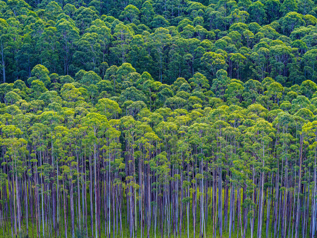 aerial image of trees