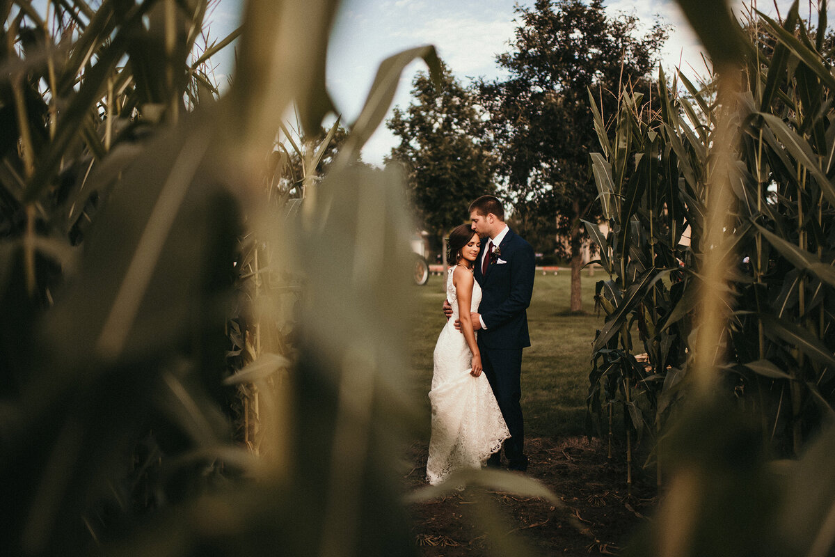 Cornfield Wedding Photo at Mulberry Farm