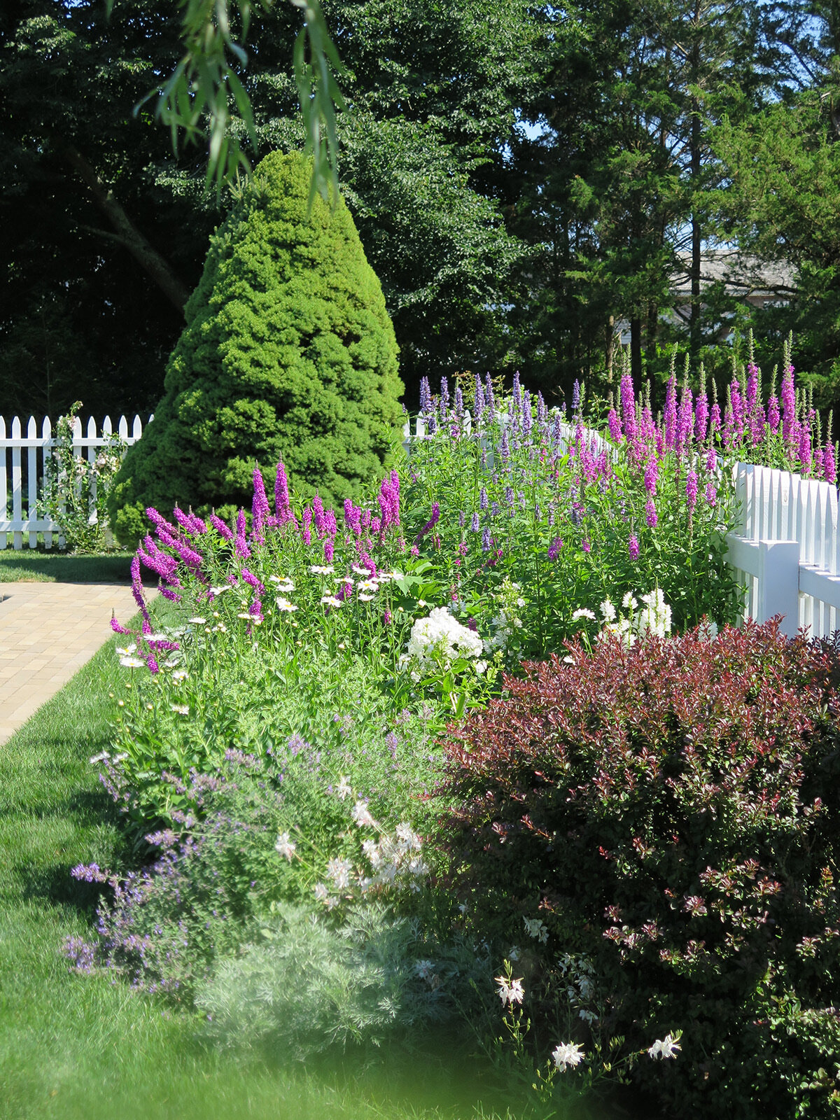 A vibrant garden with blooming purple flowers next to a white picket fence.