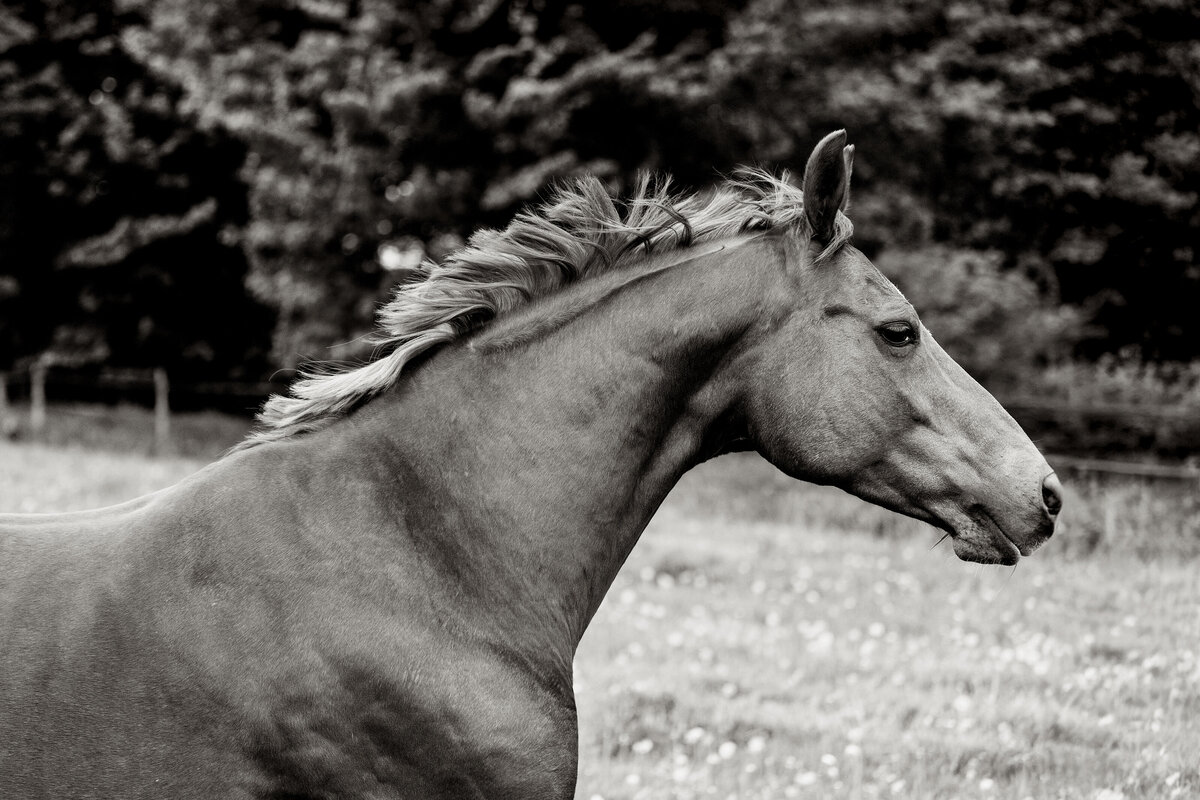 Meike0041BW