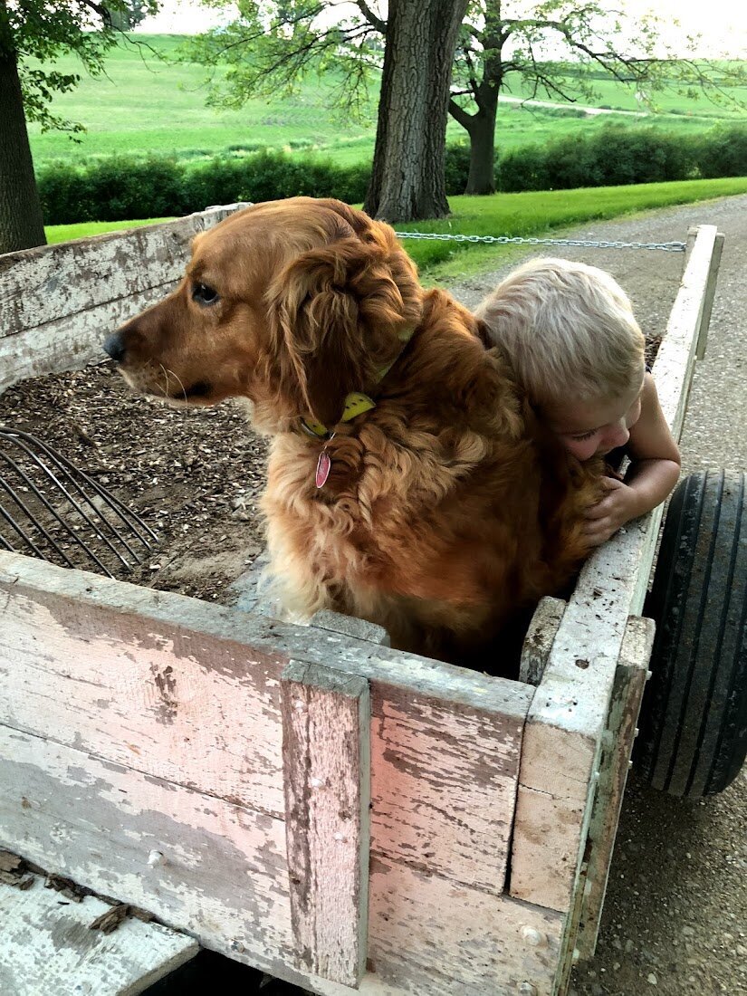 Appelgate-golden-retriever-puppies-Tess-18