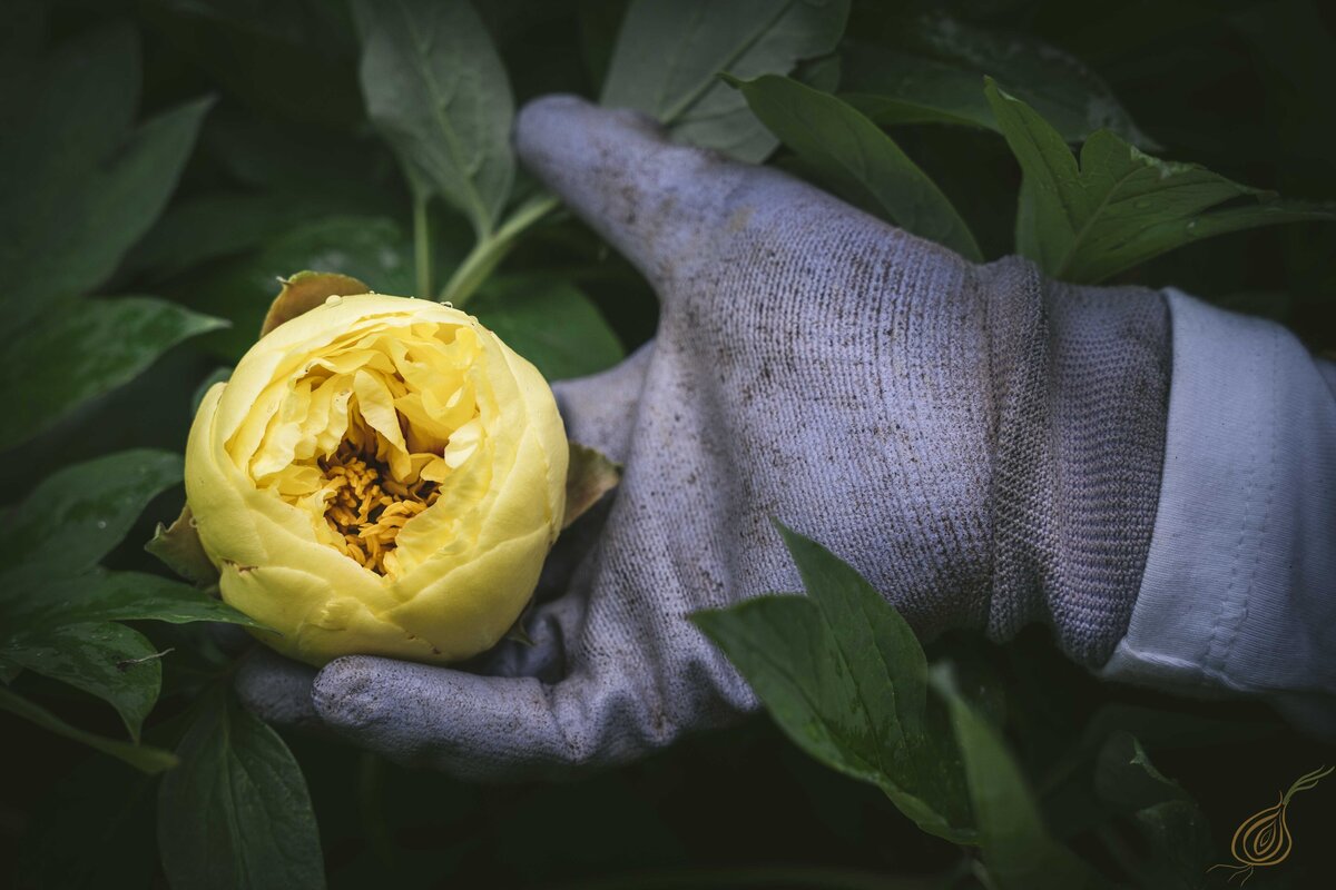 A person in gloves gently holds a vibrant yellow flower, showcasing its beauty and delicate nature.