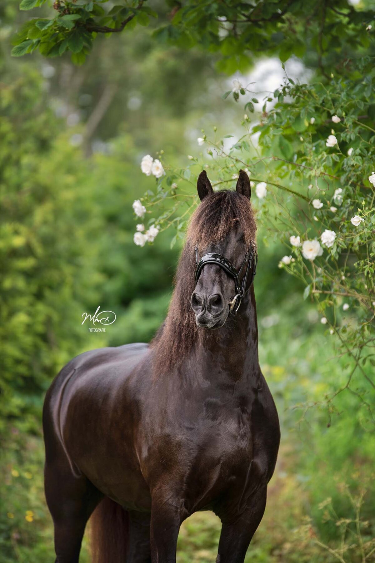 paardenfotograaf friesland-6