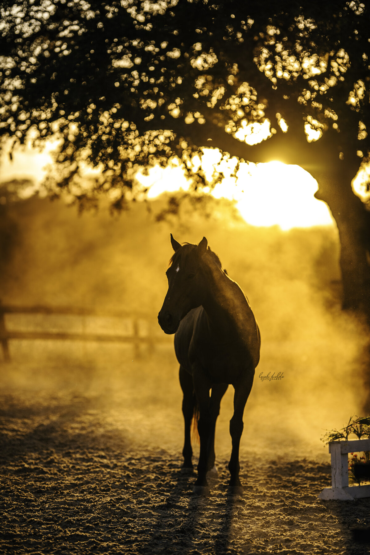 Boerne, TX horse portrait photographer