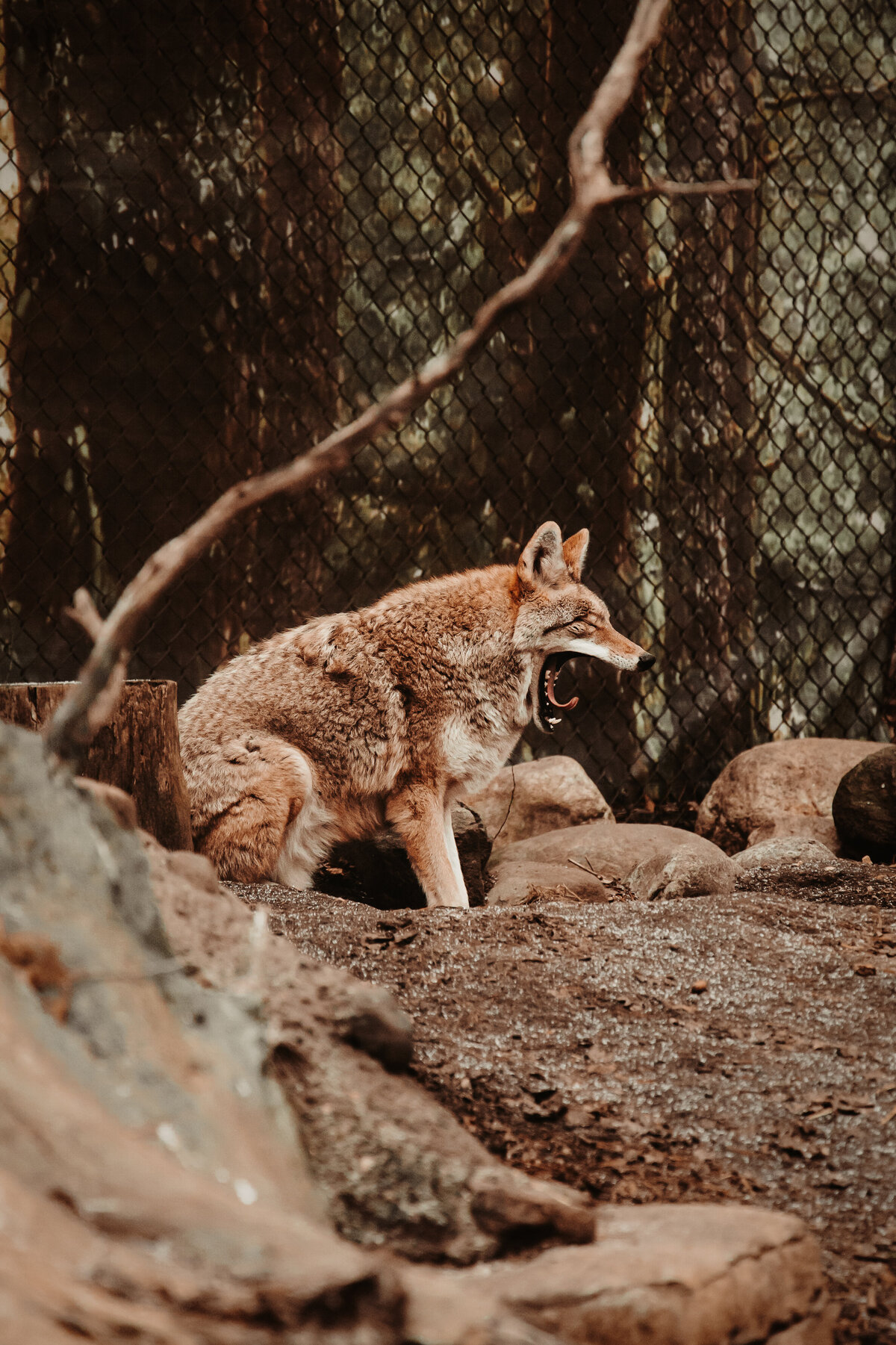 Coyote Yawning