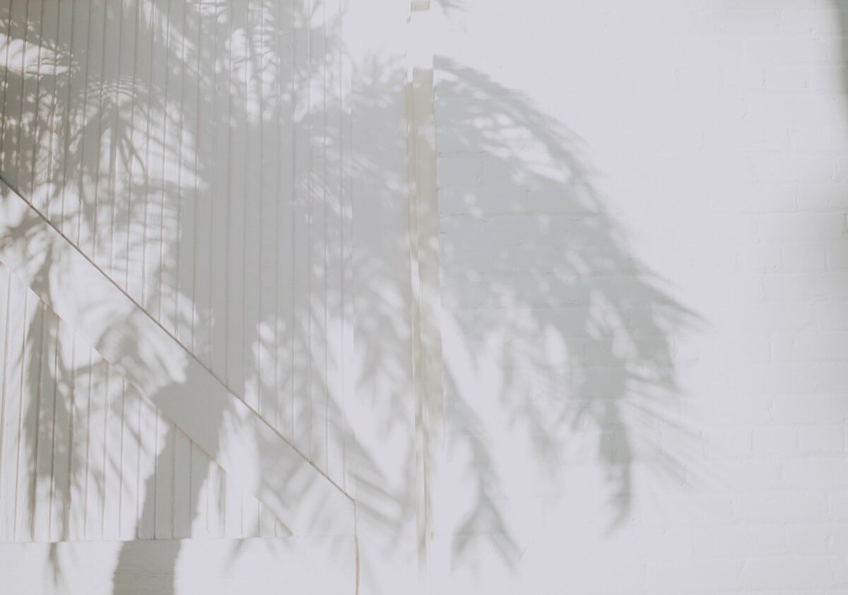 palm-tree-shadow