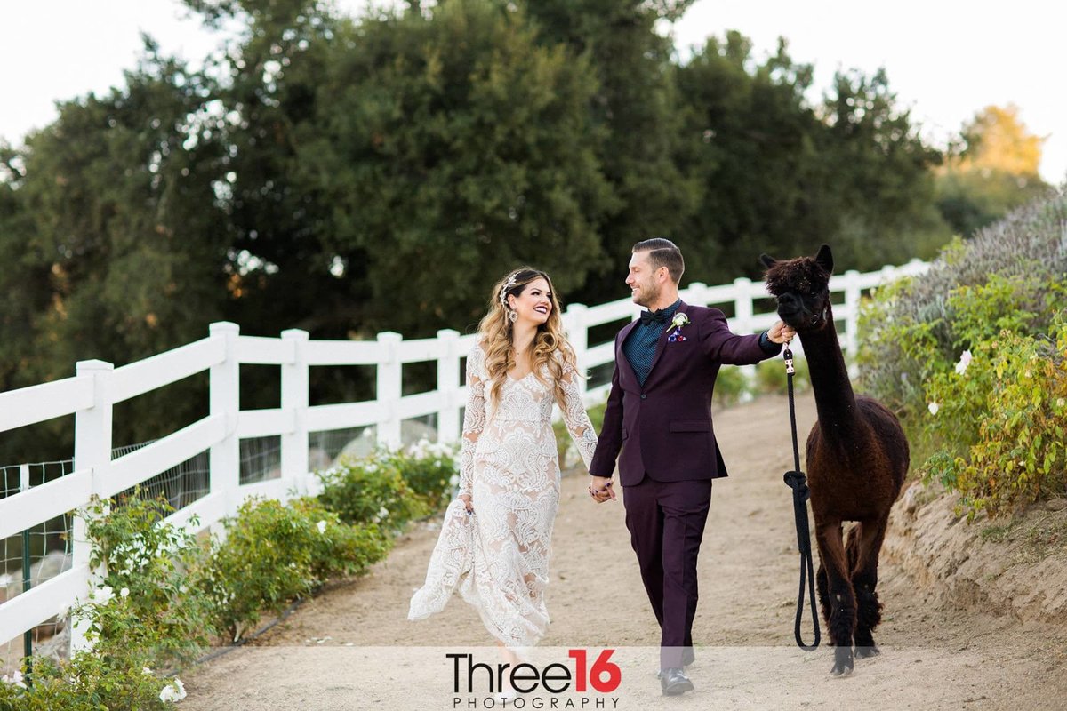 Bride and Groom walk hand in hand along a trail while walking an alpaca along side them