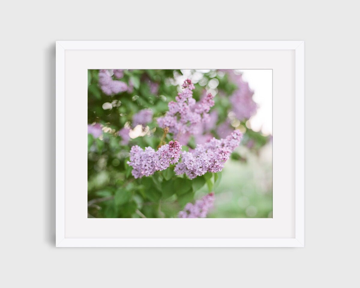 Lilacs NO.2 framed