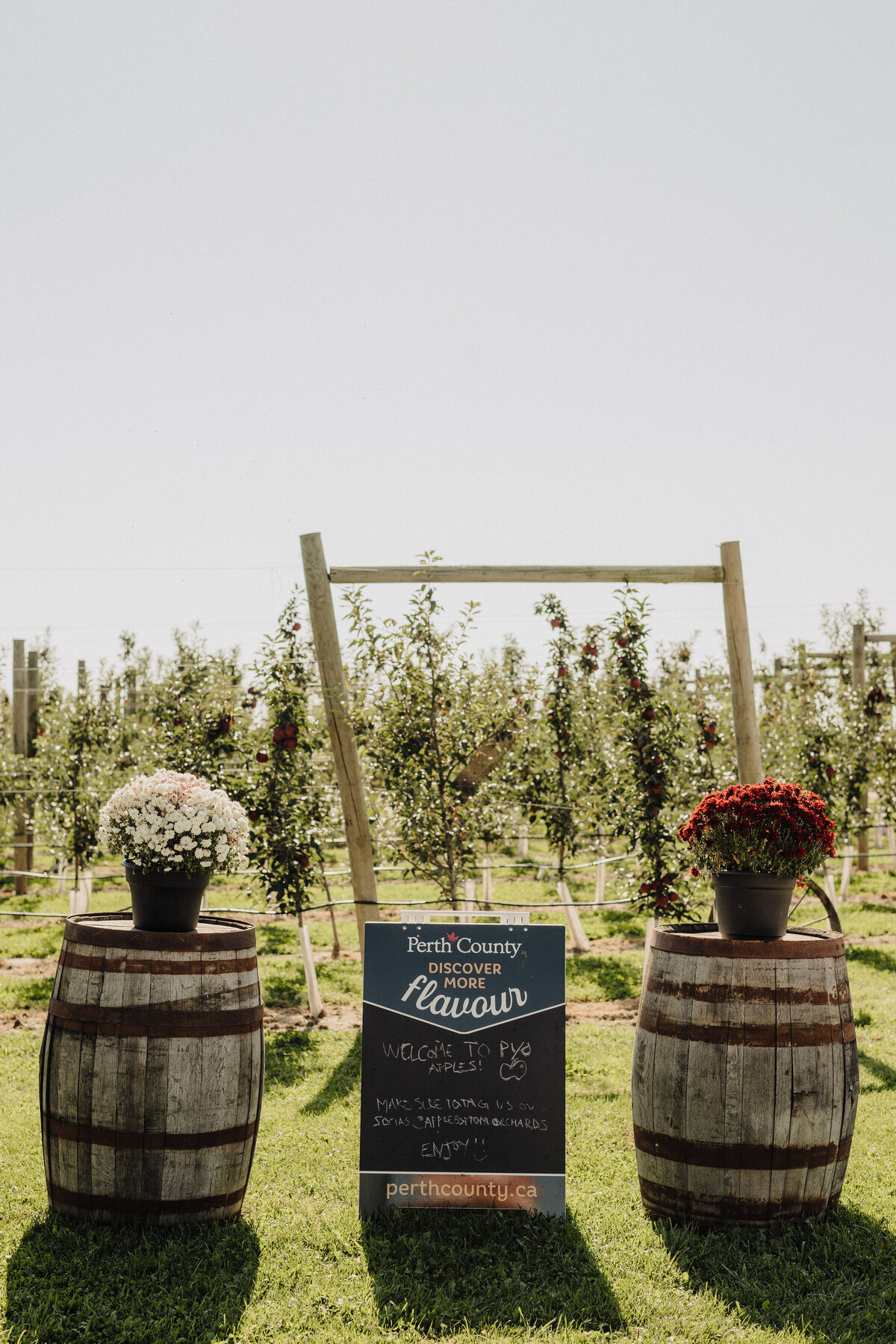 Perth County Flavour sign between two wooden barrels with fall mums on top in front of the orchard.