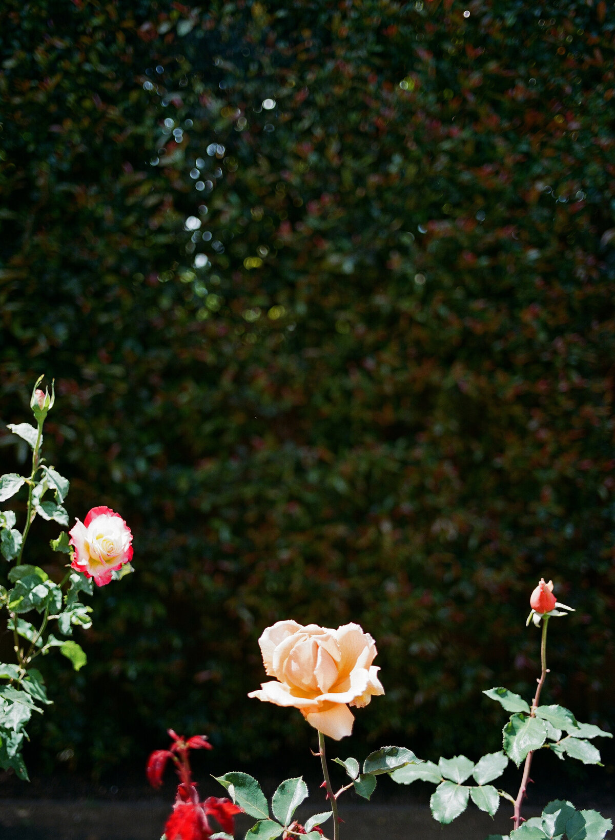 Cameron_Kohshin_95094