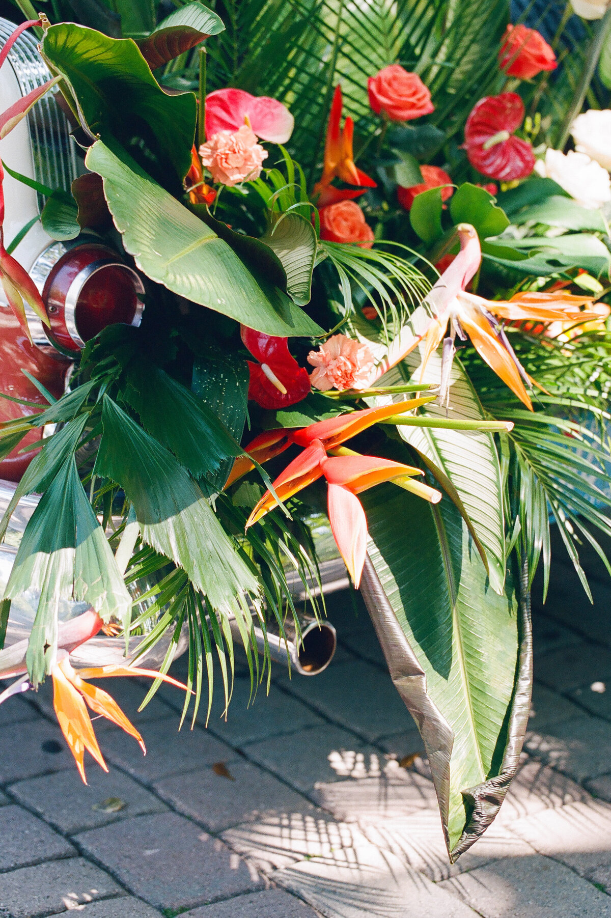 Tropical foliage spills out of the trunk of a vintage car.