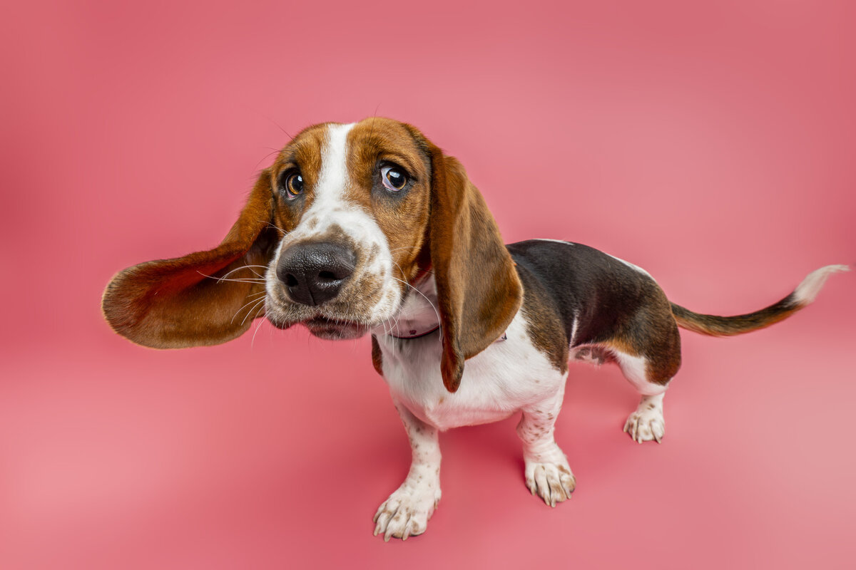 Sacramento Dog Photographer Kylie Compton Photography bassett hound with long ears