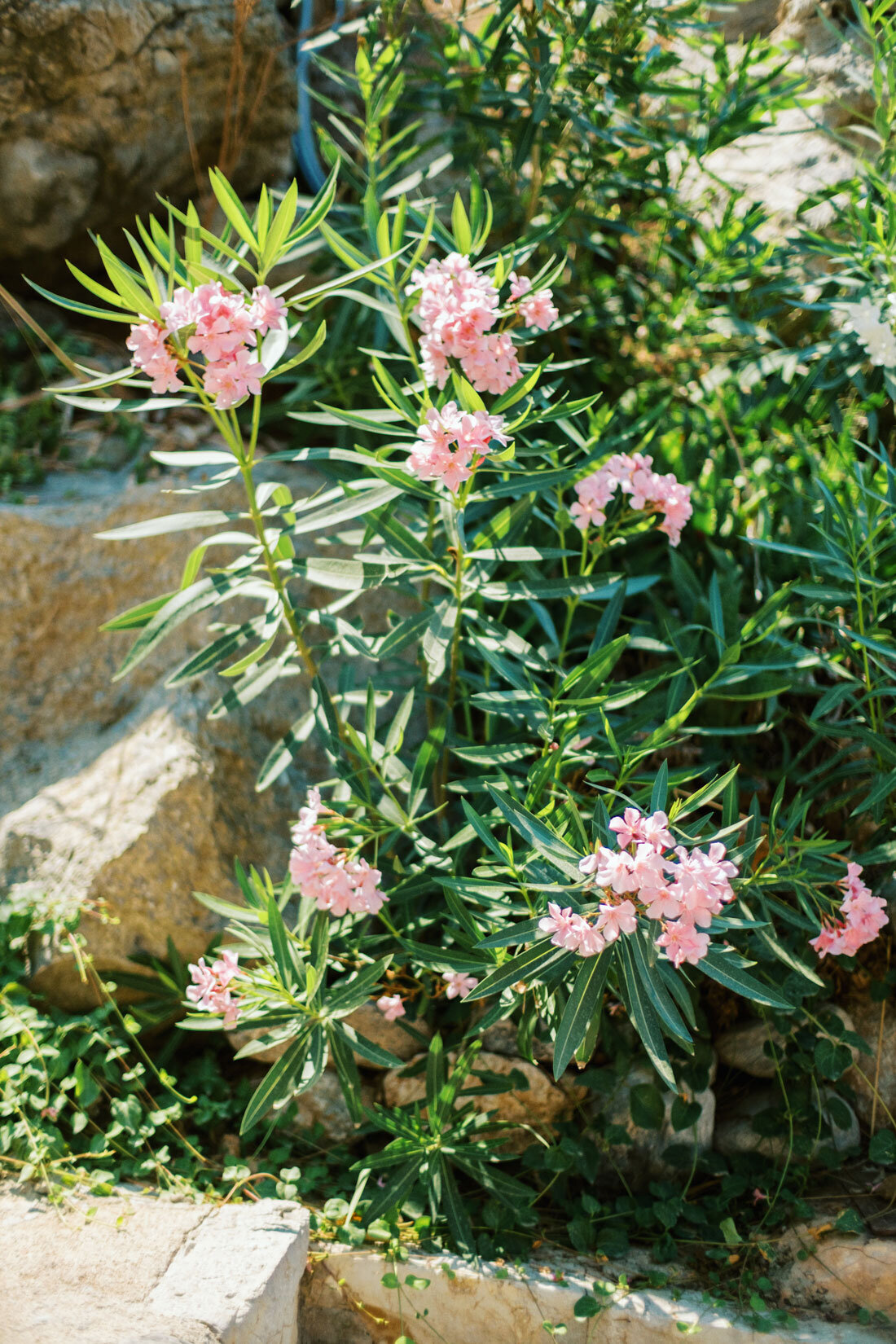 port-de-soller-mallorca-flowers-01