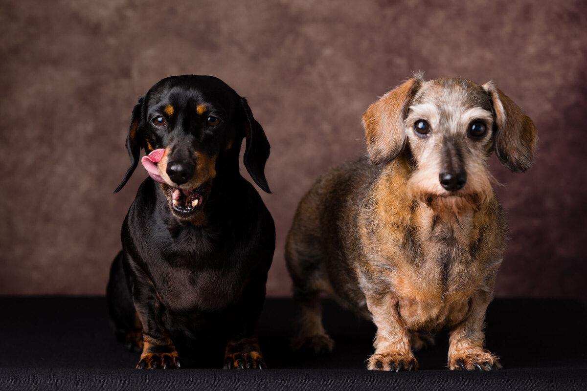 derry-dog-pet-photos (15)