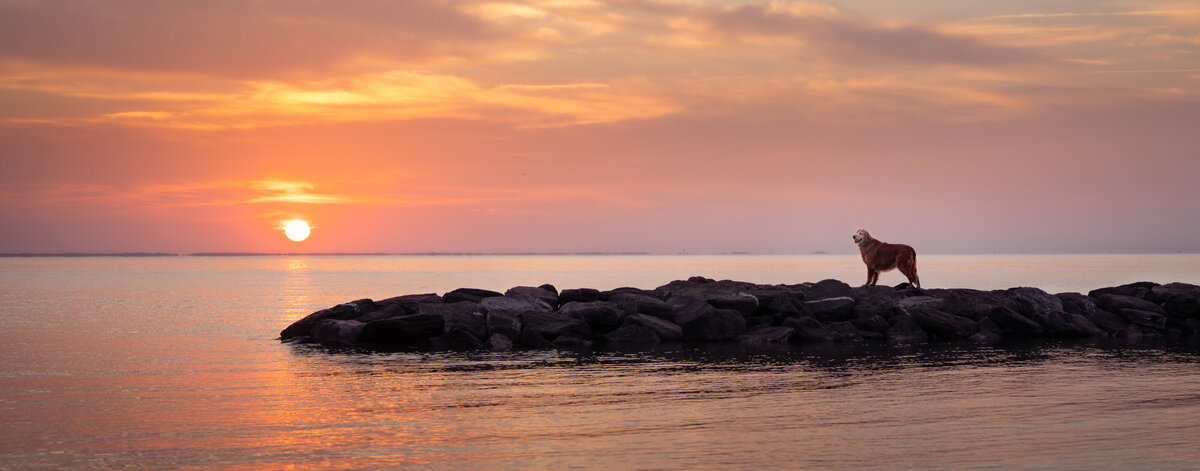 Revelaire - Maryland Fine Art Pet and Fantasy Photography