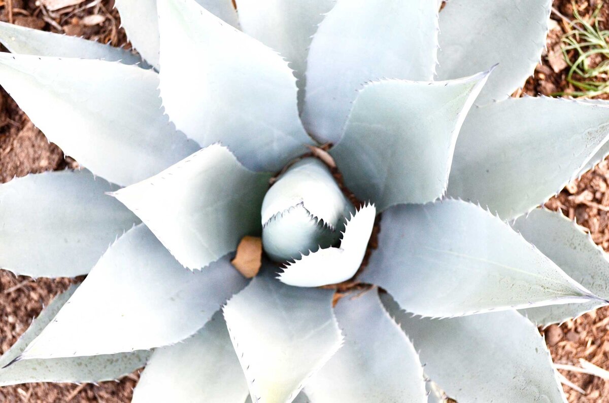 Kelli's photo of agave cactus looking straight down on it's center