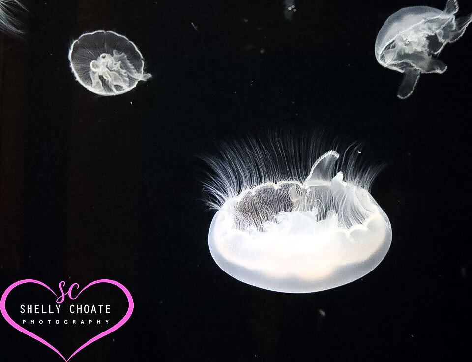 jelly-fish