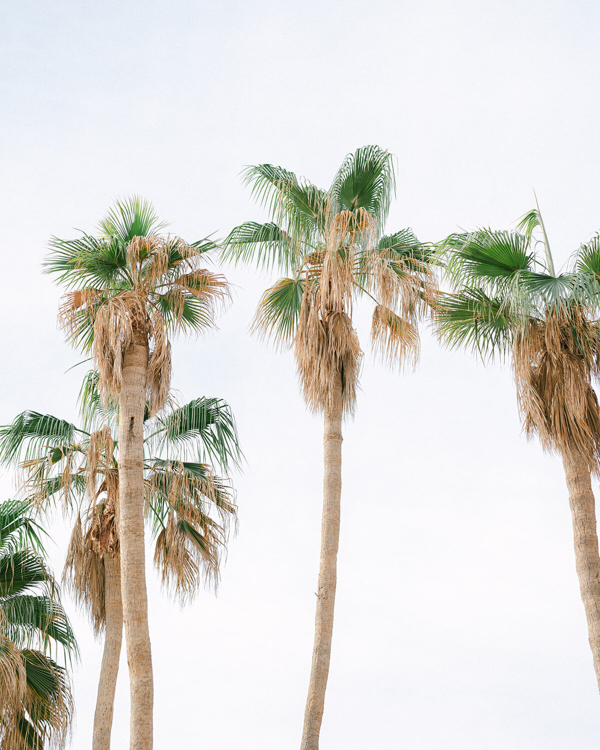Cabo-Mexico-Wedding-Shannon-Michael-Sarah Woods Photography-328