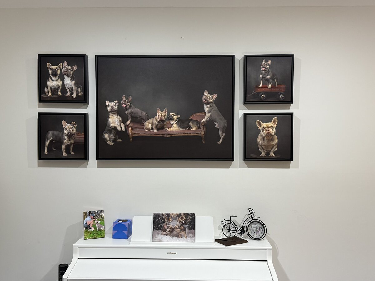 large canvas collection of frenchies