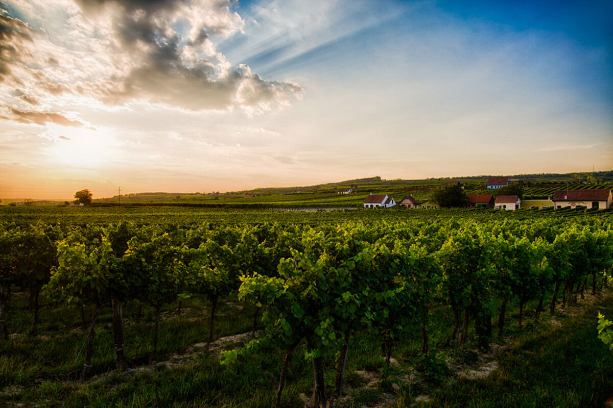 Weinlandschaft in der Region Wagram bei Sonnenuntergang – festgehalten in hochwertiger Landschaftsfotografie vom Fotograf Atelier Schulte. Besondere Lichtstimmung und professionelle Bildsprache aus Niederösterreich.
