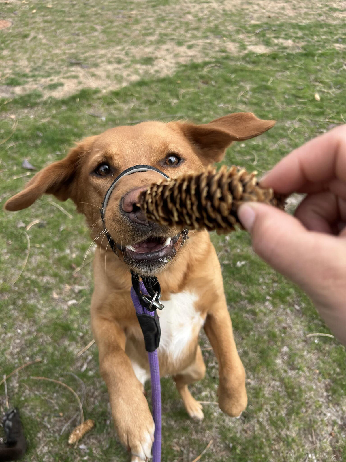HamiltonToronto-PetSitting-019