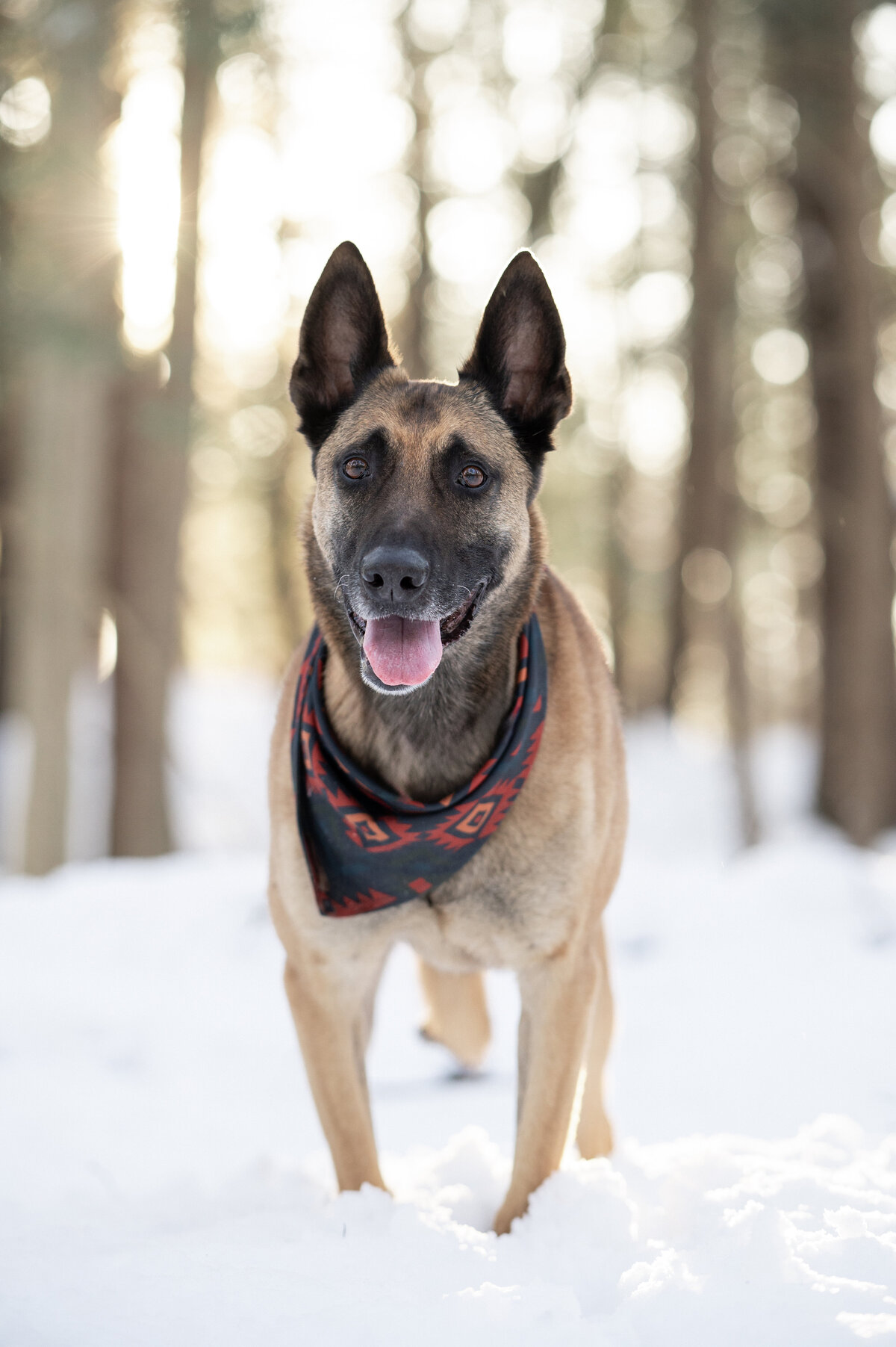 snowy-pet-photos-nj