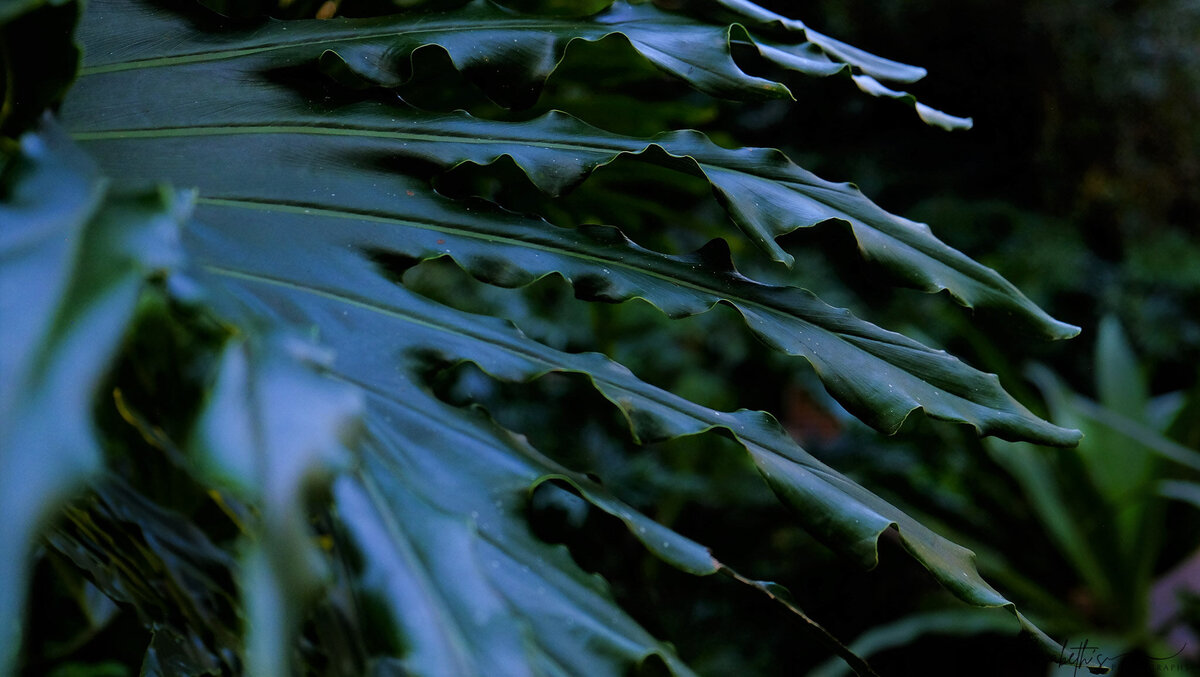 DSCF6895 (2)