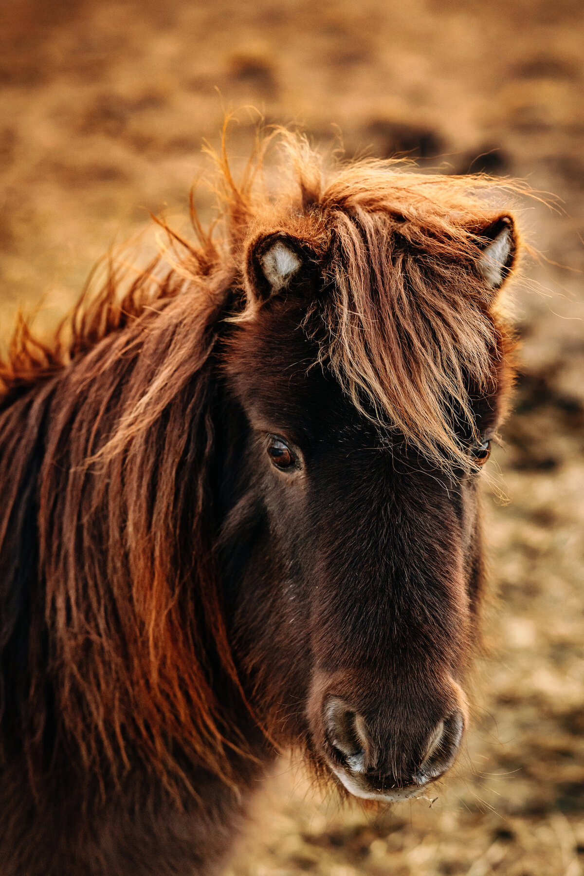 AnabelleHorse_proofs_228 copy