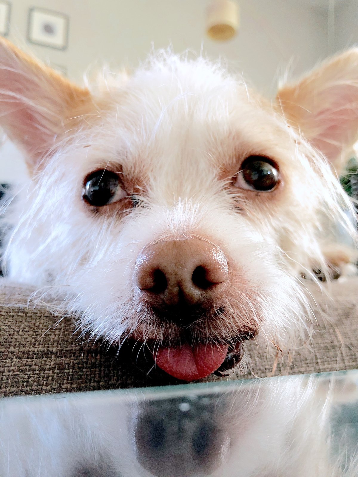 A dog sticks his tongue out at the camera