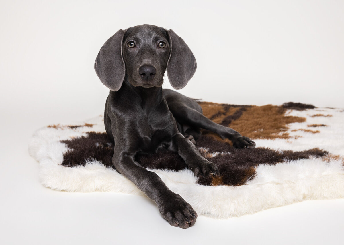 Kaori Stewart_Studio Dog Portrait_23