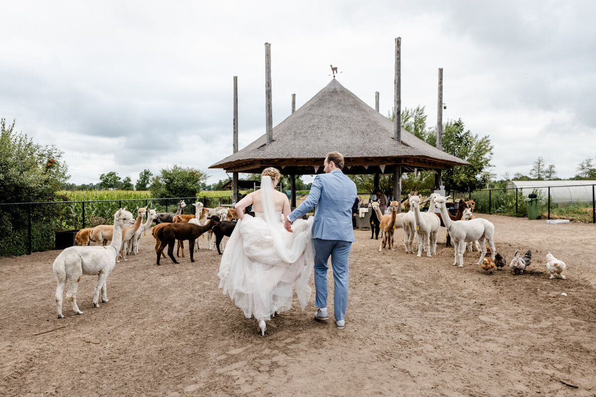 Alpaca bruiloft, trouwen in Beetsterzwaag, trouwfotograaf Friesland (106)