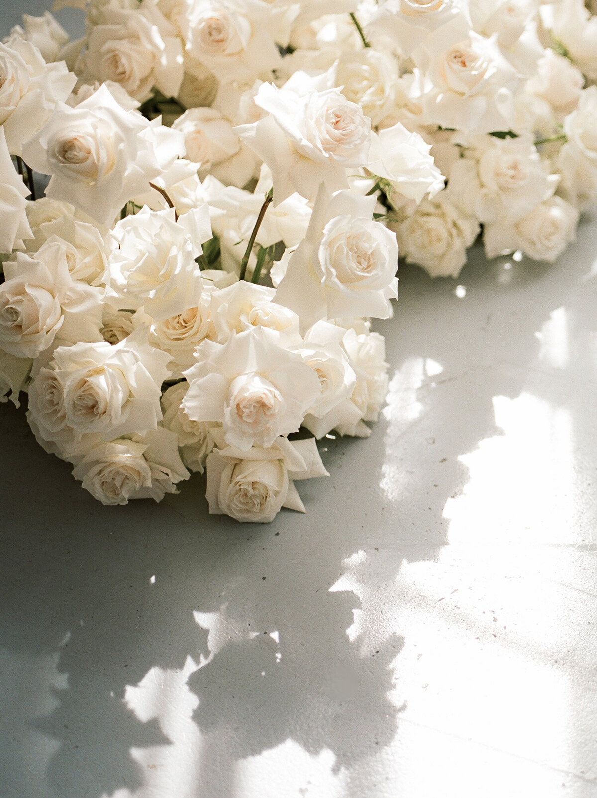 ethereal light through rose petals, abundant white roses, florist brand photos 
