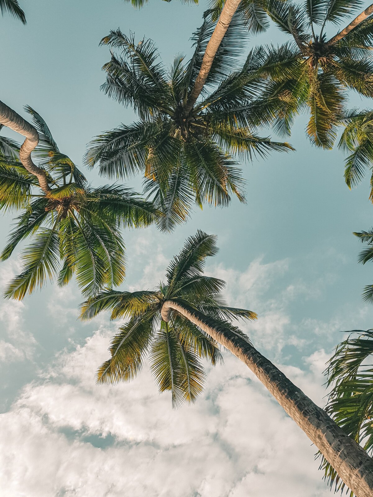 a view from below looking up at a bunch of palm trees on the background of the socialfizz about us page