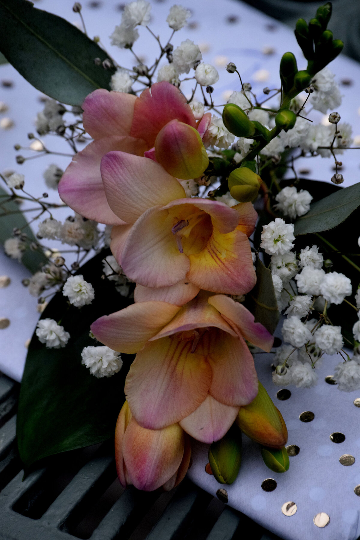 DSC_0101a