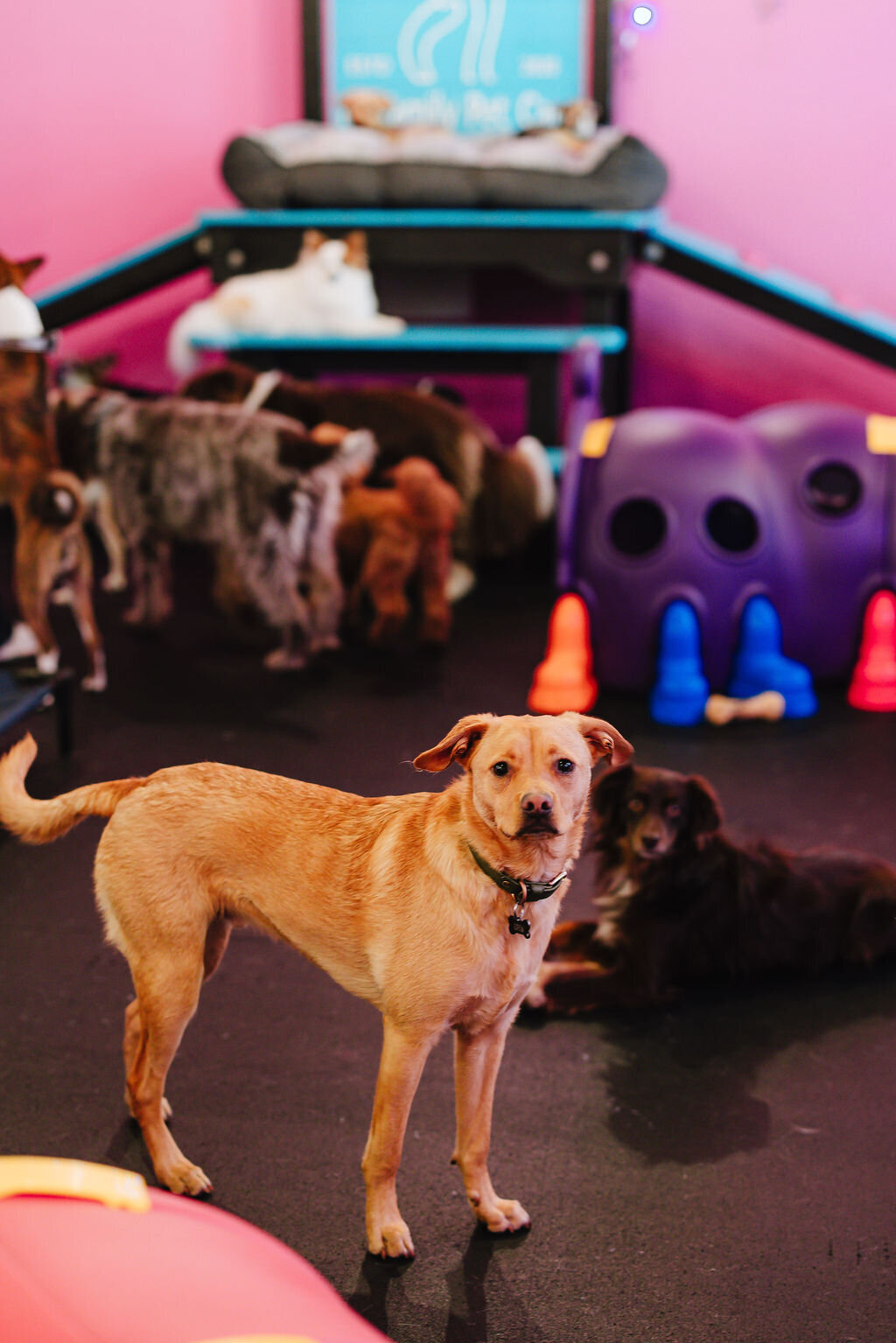05.14hillfamilypetcare-147