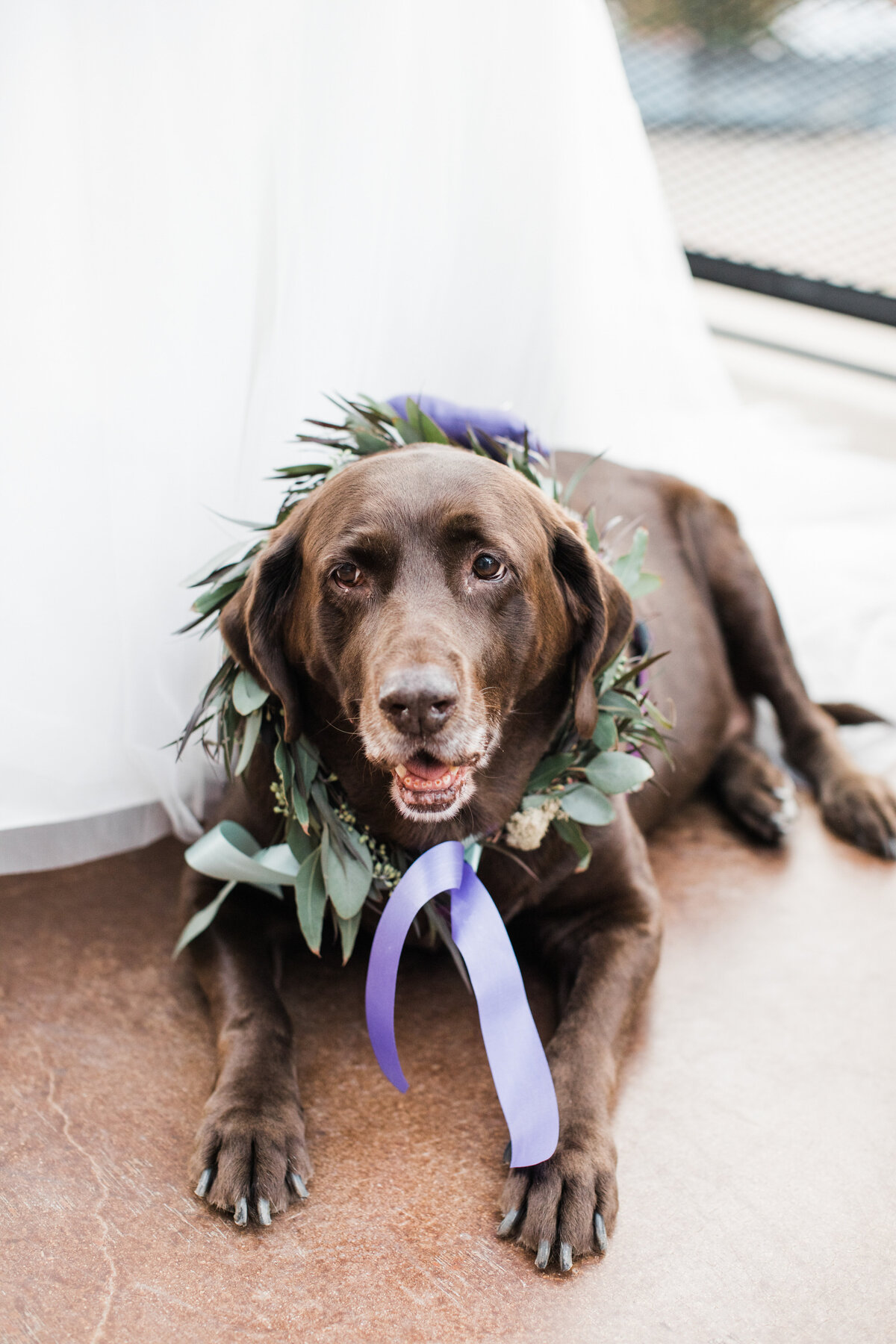 A portrait of a family dog as the ring bearer for a wedding ceremony in Dallas, Texas. The large brown dog is resting peacefully on the ground while wearing a wreath of flowers with purple ribbons around its neck.