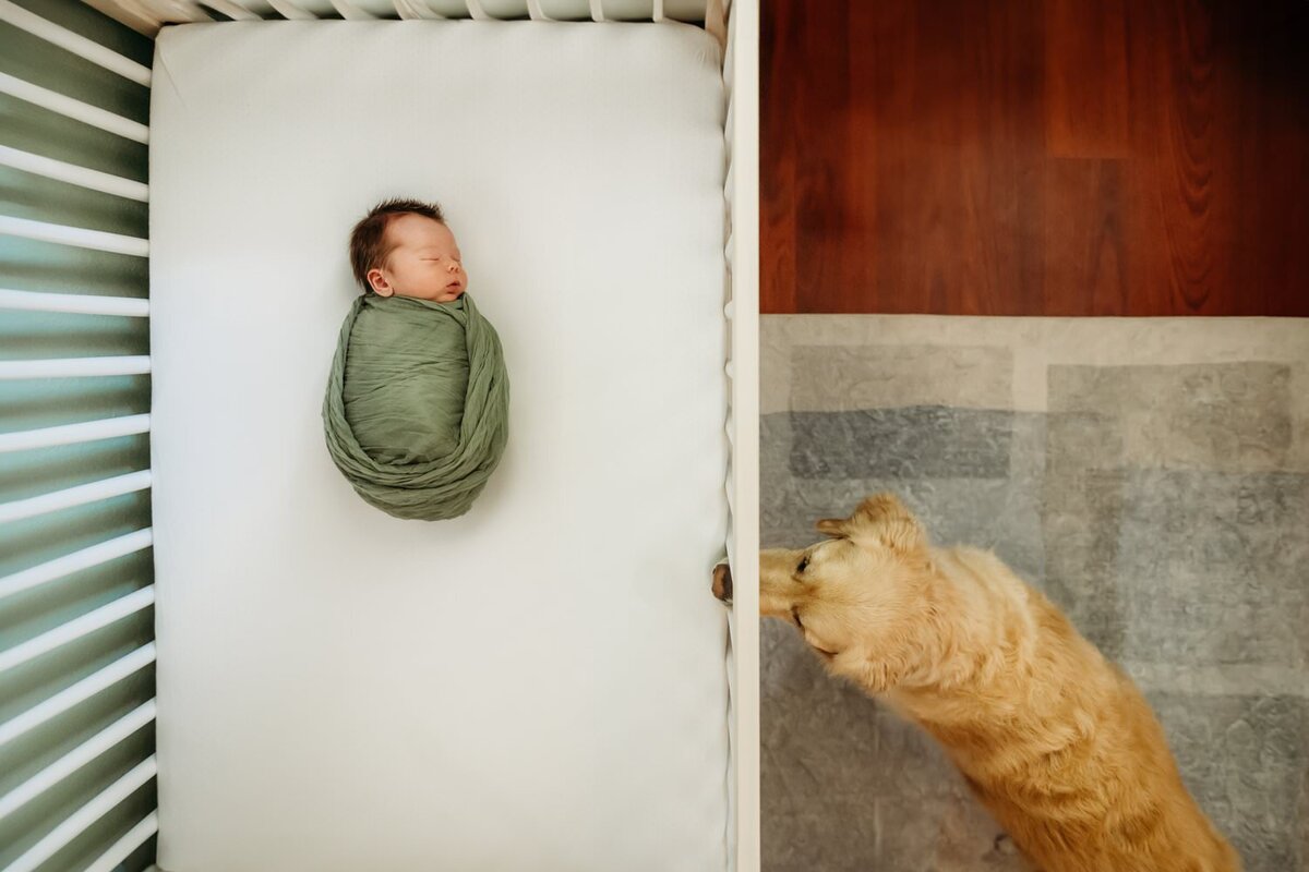 dog-looks-into-baby-crib
