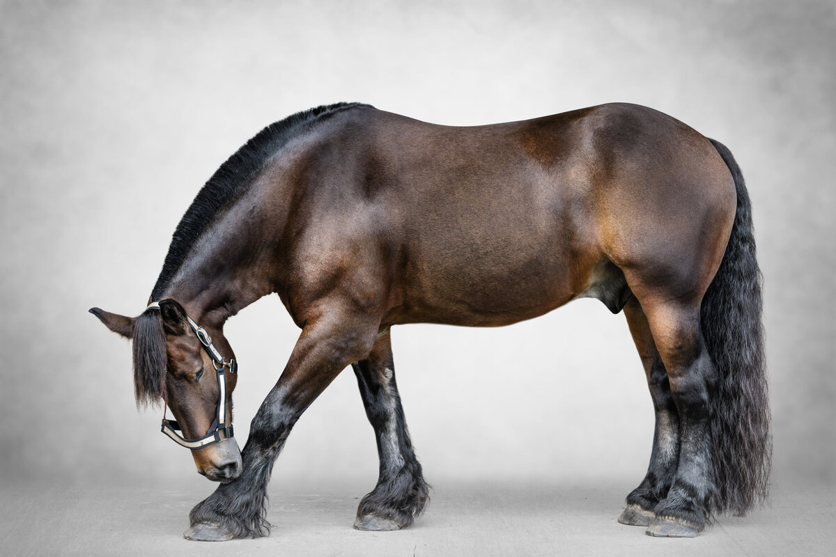 Beautiful draft horse bowing for North Alabama photographer