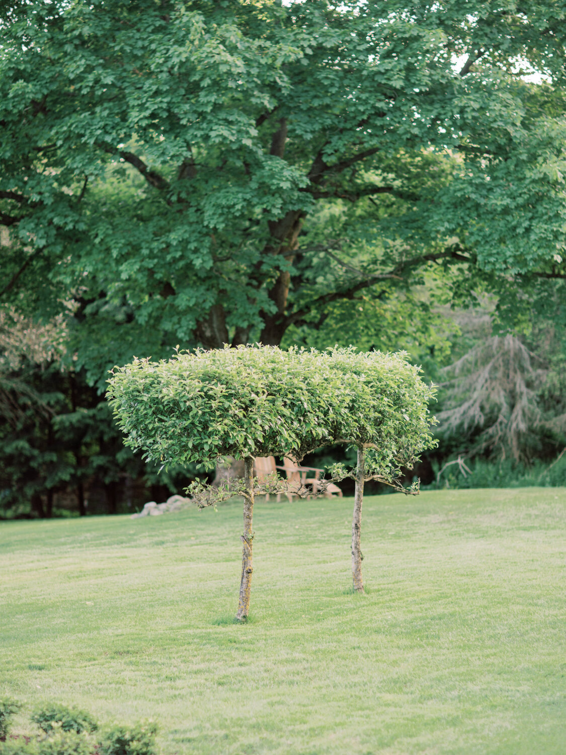 Topiary Trees at Green Crest Manor | Jeannine Lillie Events | Wedding Photographer in Pittsburgh PA | Anna Laero